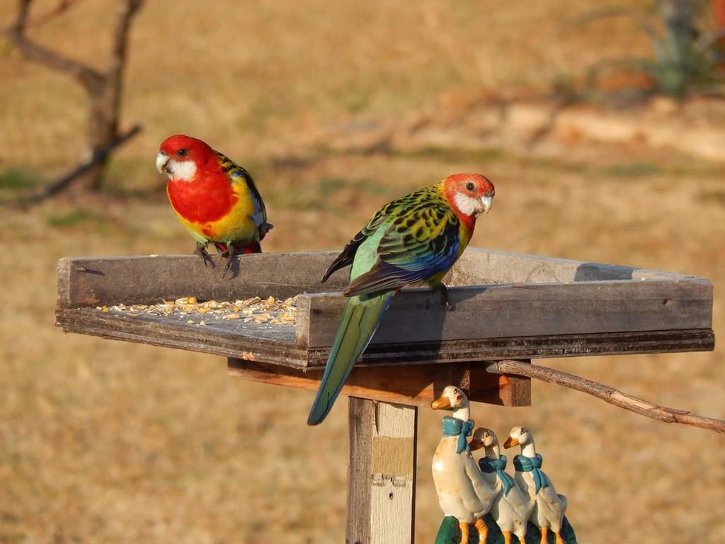 Bed and Breakfast Grovely House Stanthorpe Exteriér fotografie