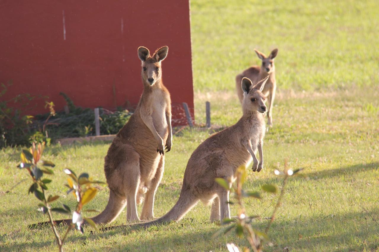 Bed and Breakfast Grovely House Stanthorpe Exteriér fotografie